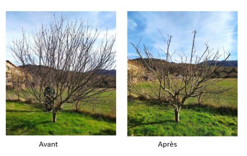 Samedi 17 janvier : Formation à la taille de rénovation avec les vergers d’antan d’Aveyron