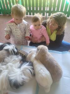 Tortue mais aussi lapins, cochons d'inde.